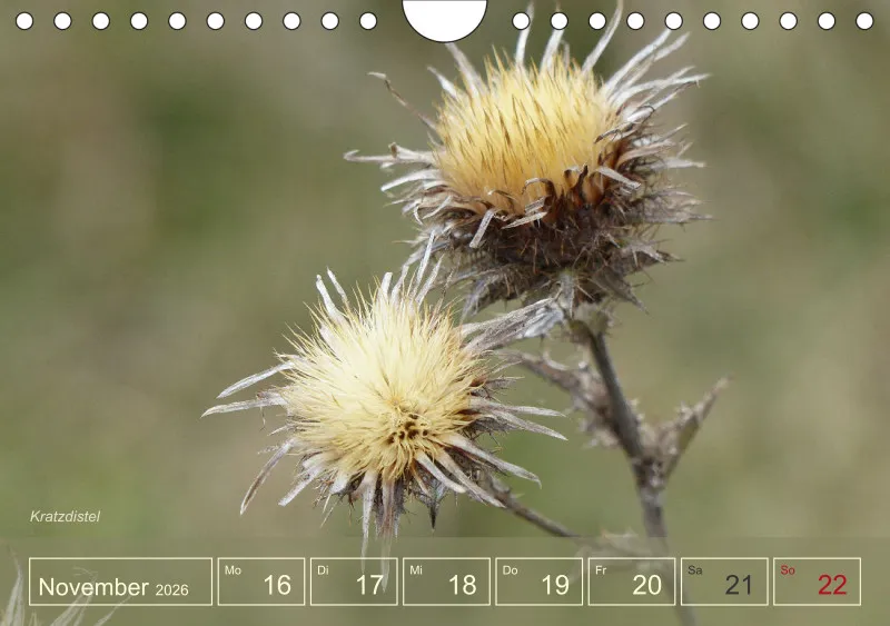 Gartenbilderbuch I