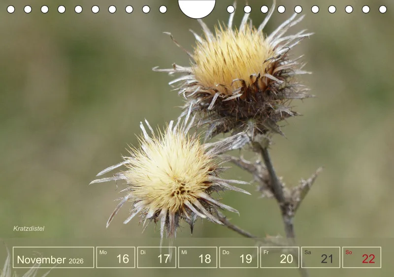 Gartenbilderbuch I