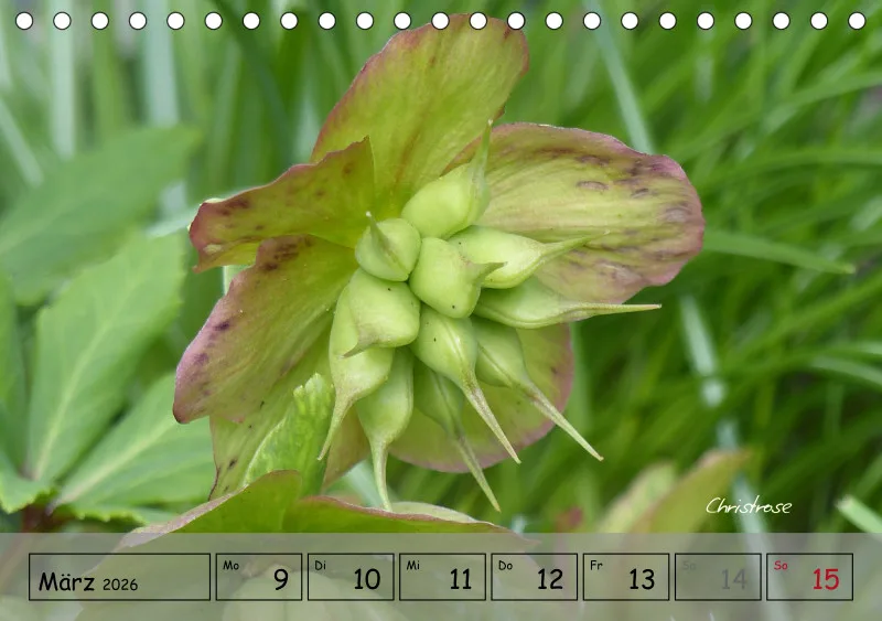 Gartenbilderbuch IV