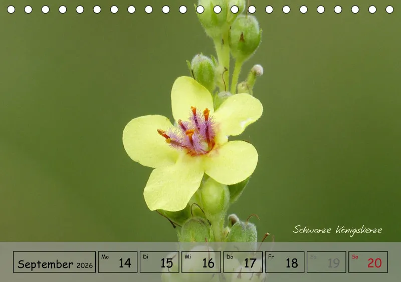 Gartenbilderbuch IV