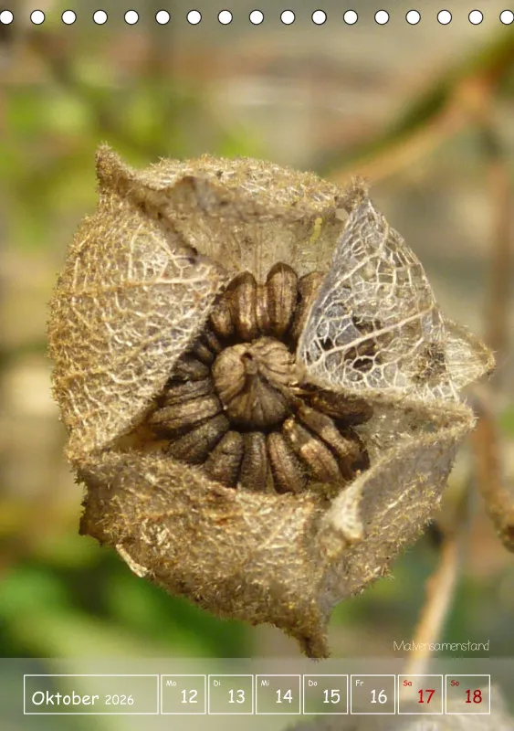 Gartenbilderbuch II