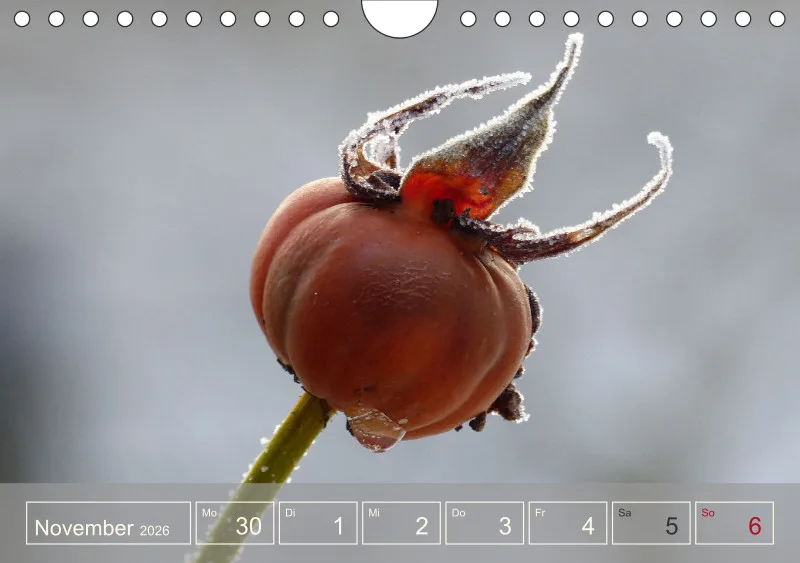Gartenbilderbuch I