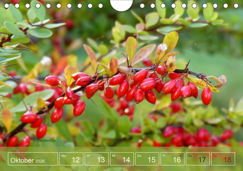 Gartenbilderbuch I