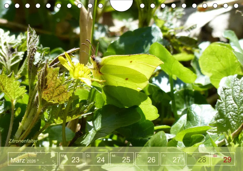 Gartenbilderbuch I