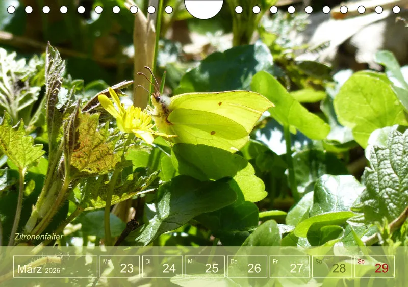 Gartenbilderbuch I