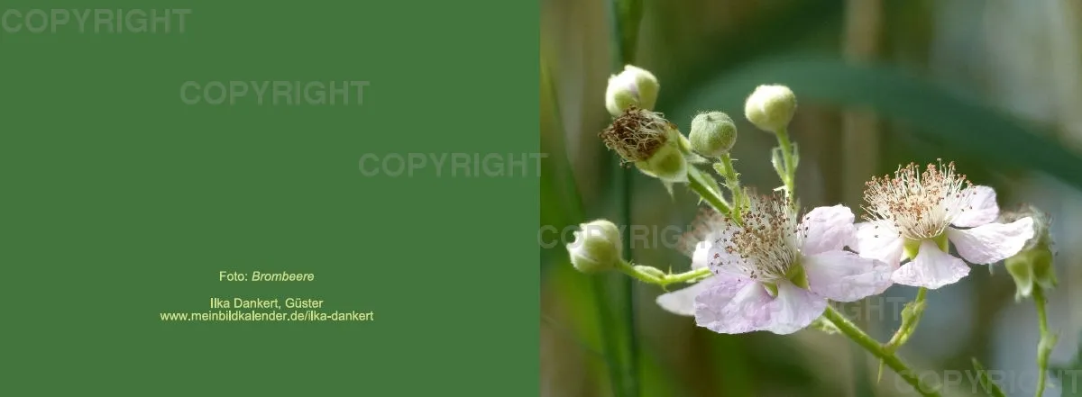 Klappkarte / Brombeere