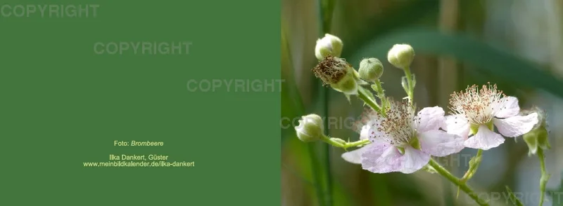 Klappkarte / Brombeere