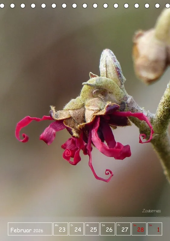 Gartenbilderbuch II