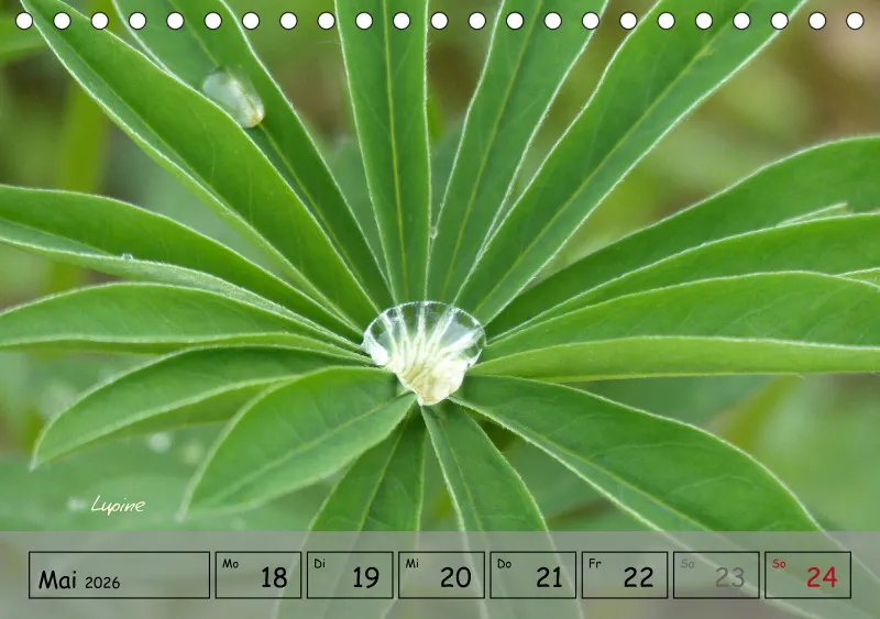Gartenbilderbuch IV