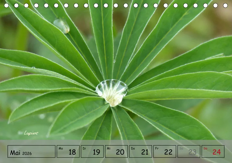 Gartenbilderbuch IV
