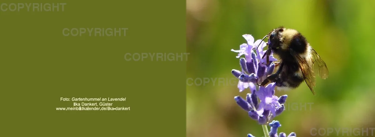 Klappkarte / Gartenhummel an Lavendel
