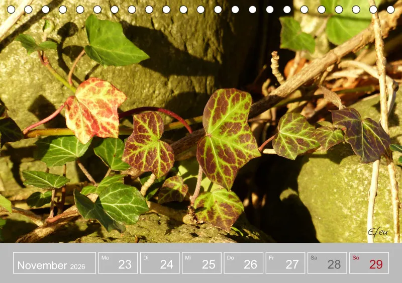 Gartenbilderbuch III