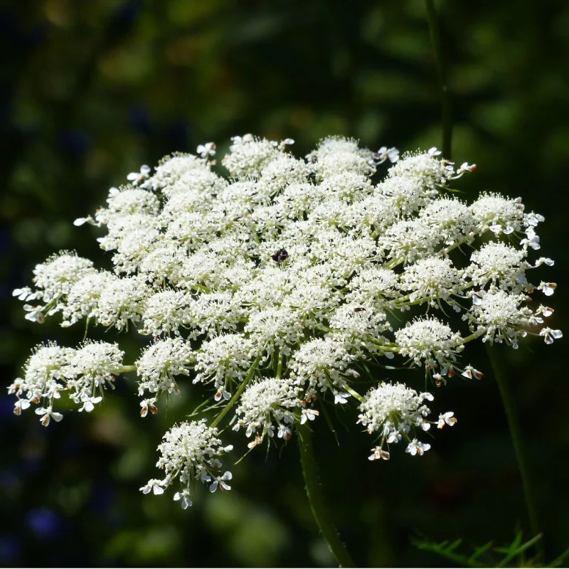 Kissen: Wilde Möhre