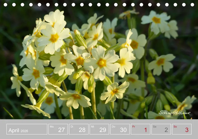 Gartenbilderbuch III