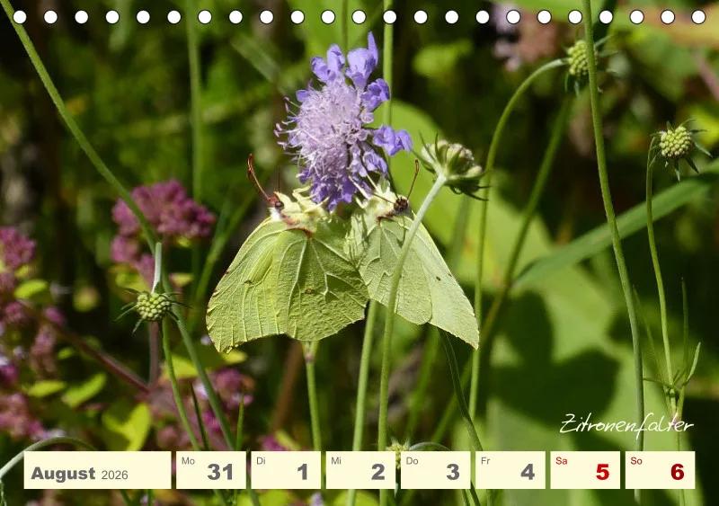 Gartenbilderbuch V
