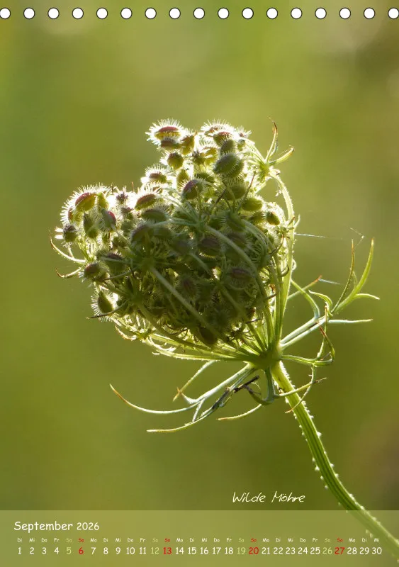 Allerweltspflanzen - wunderschön! II