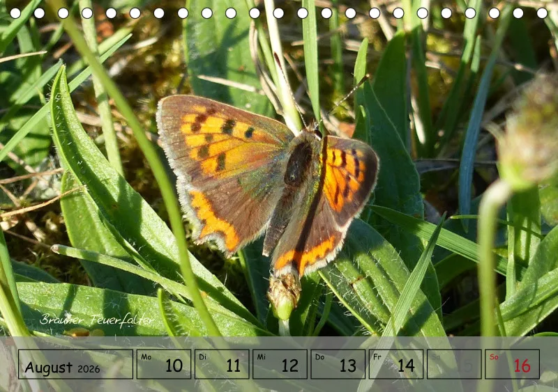 Gartenbilderbuch IV