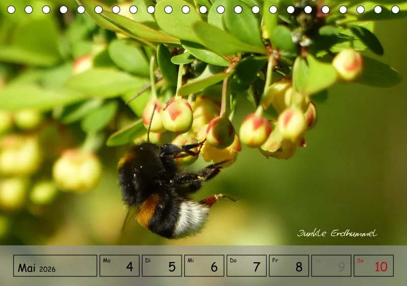 Gartenbilderbuch IV