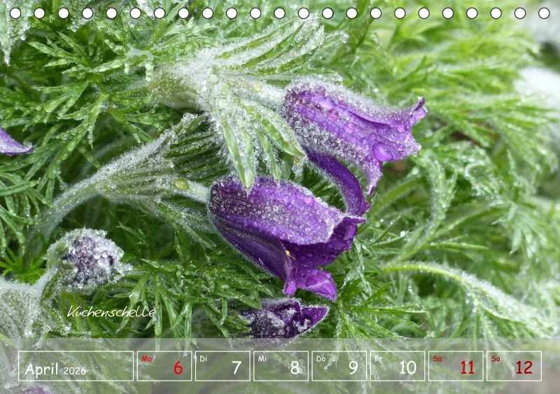 Gartenbilderbuch VI