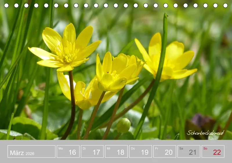 Gartenbilderbuch III