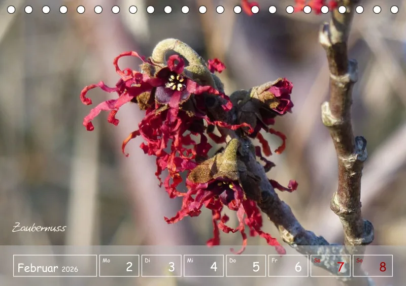 Gartenbilderbuch VI