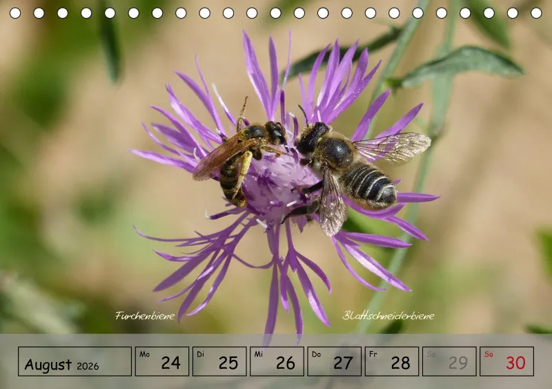 Gartenbilderbuch IV