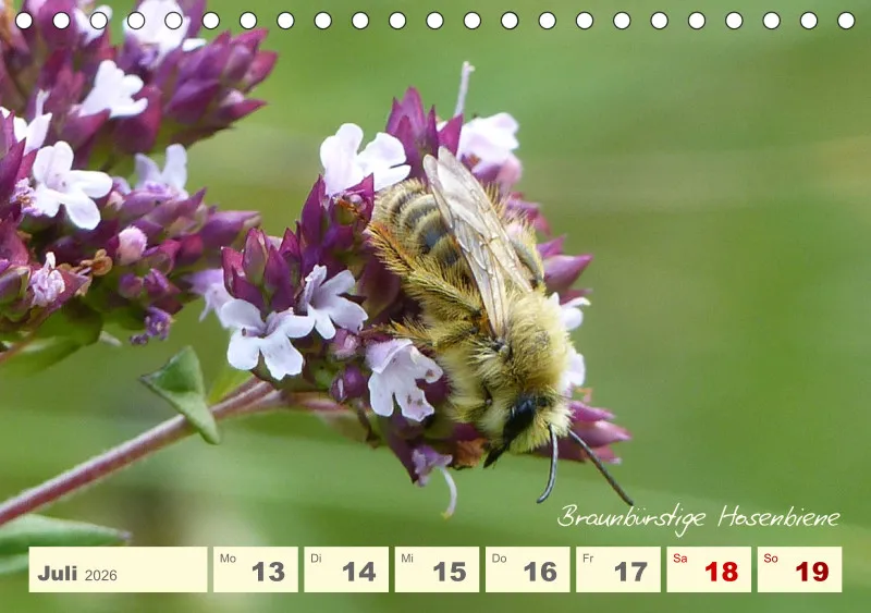 Gartenbilderbuch V