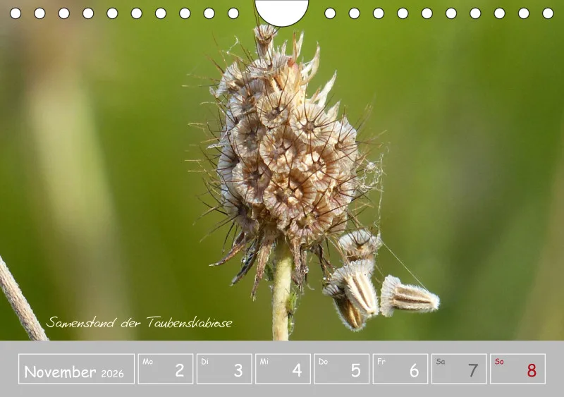Gartenbilderbuch III