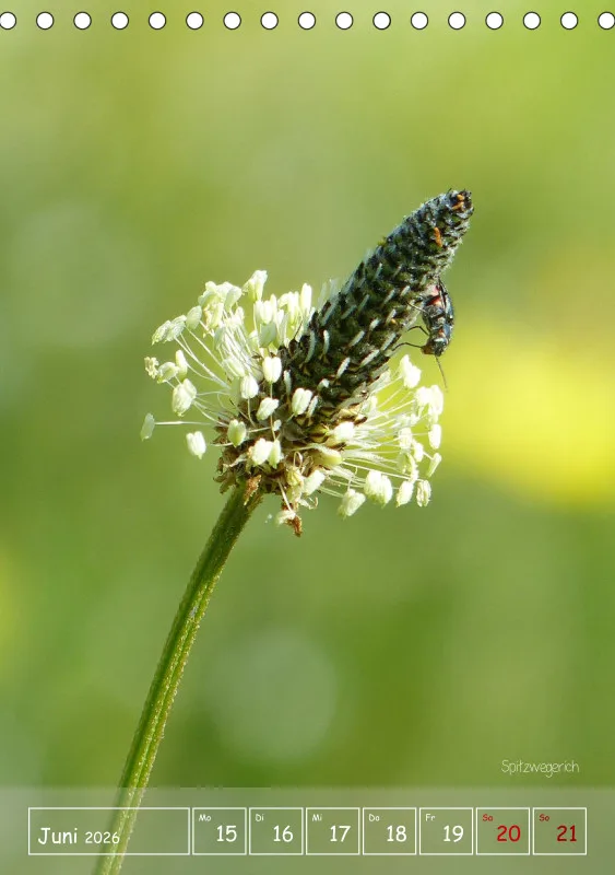 Gartenbilderbuch II