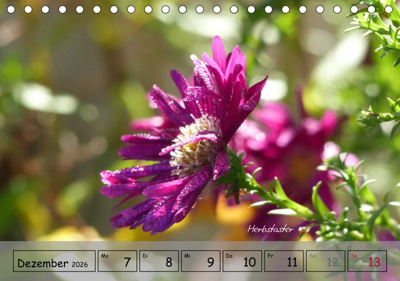 Gartenbilderbuch IV