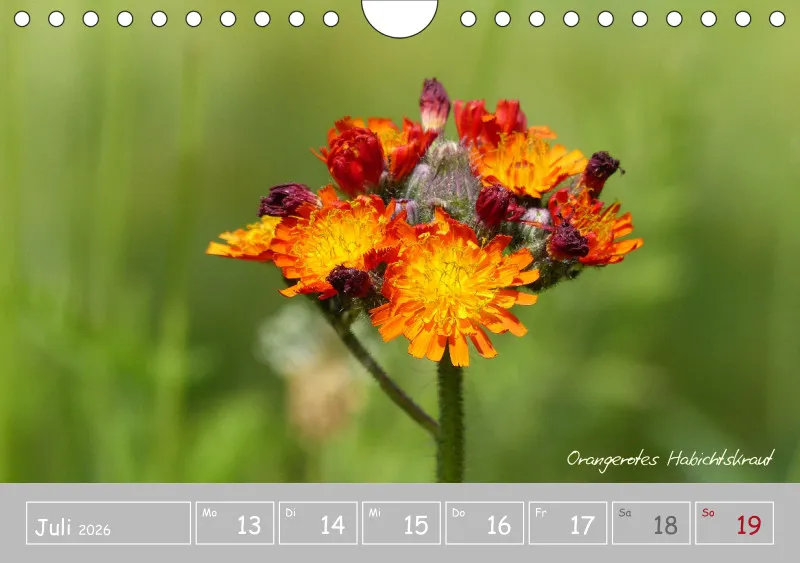 Gartenbilderbuch III