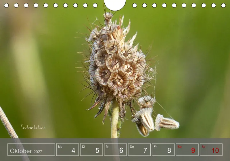 Gartenbilderbuch 2027