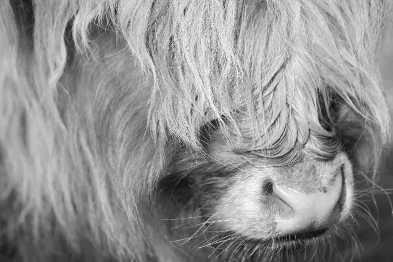 Sofakissen Schottischer Highlander