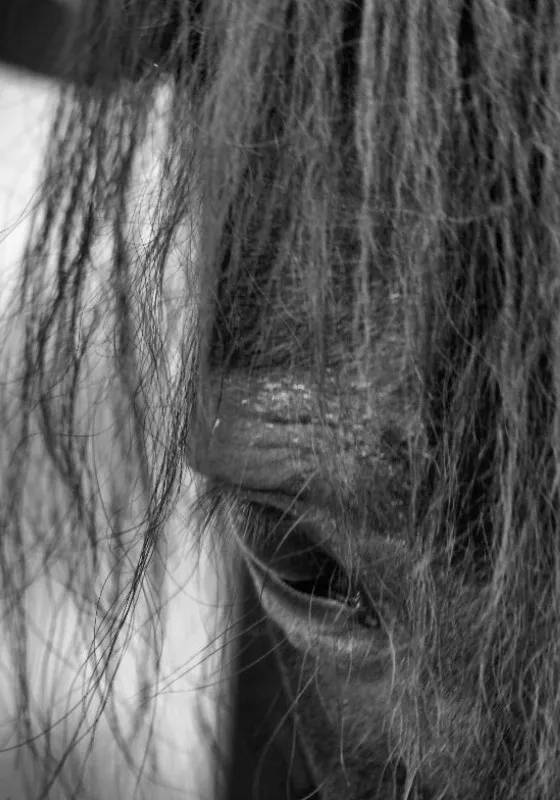 Pony
