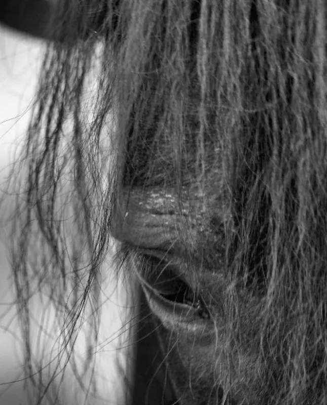Pony