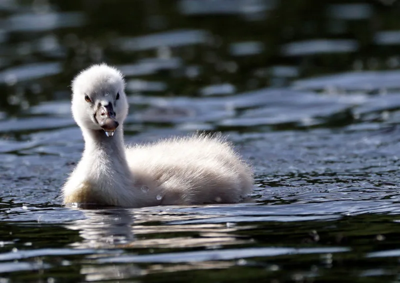 Schwan Küken