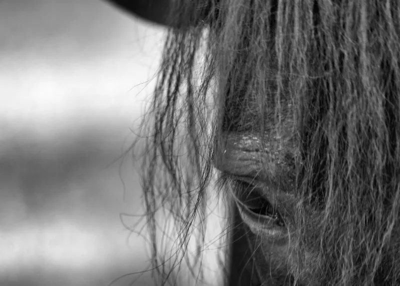 Pony