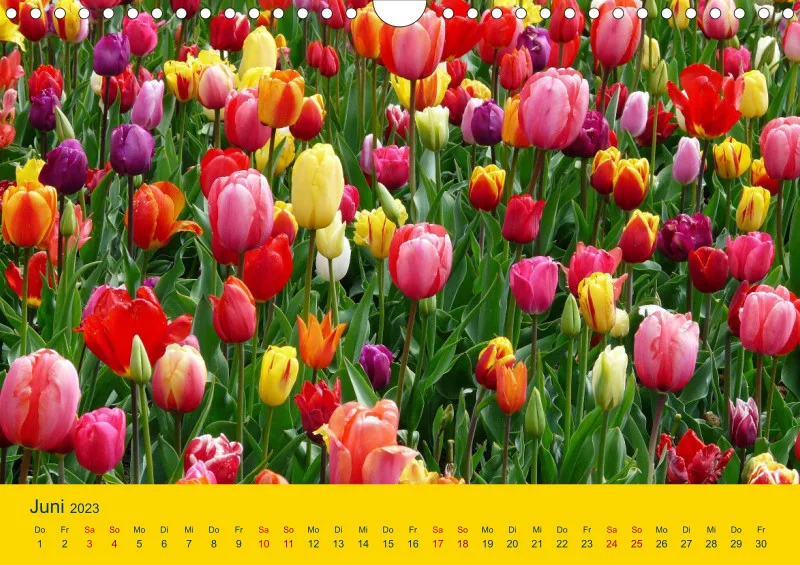 Tulpenkalender
