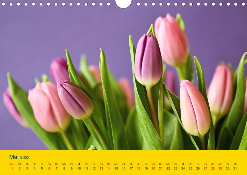 Tulpenkalender