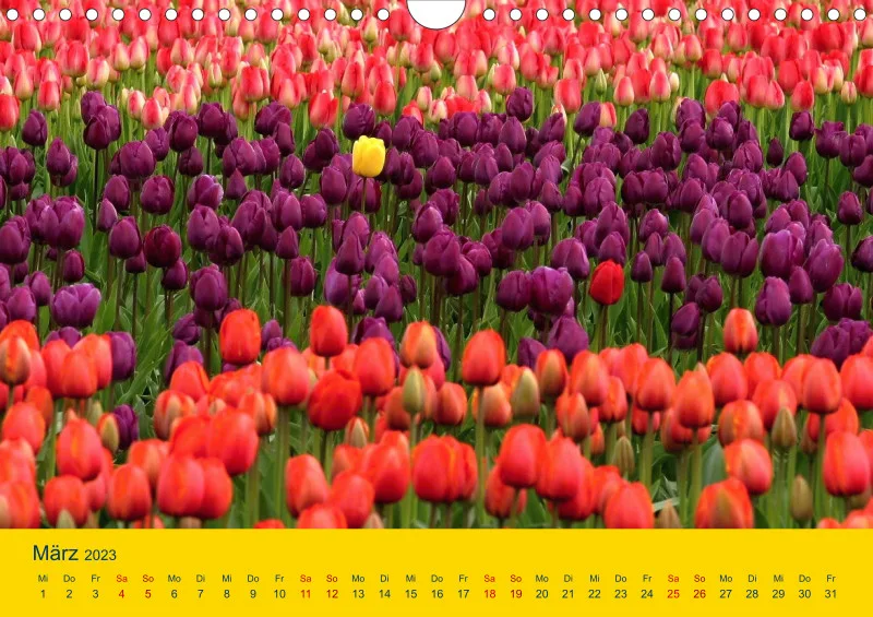 Tulpenkalender