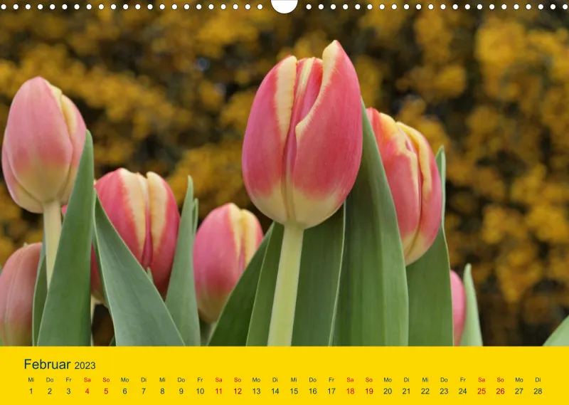 Tulpenkalender