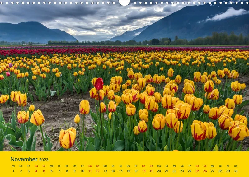 Tulpenkalender