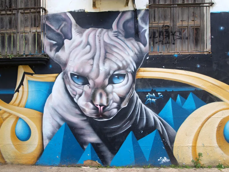 Strange Cat