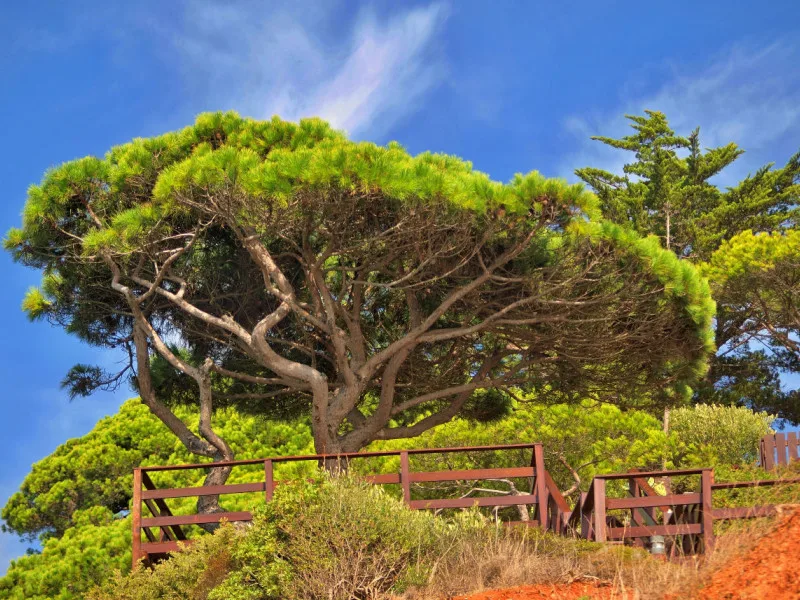 Colorful Pine Tree