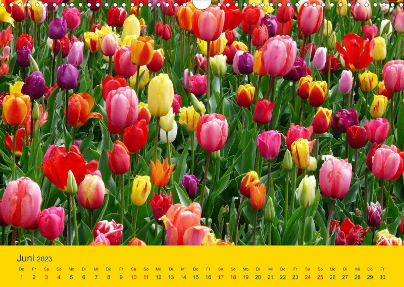 Tulpenkalender