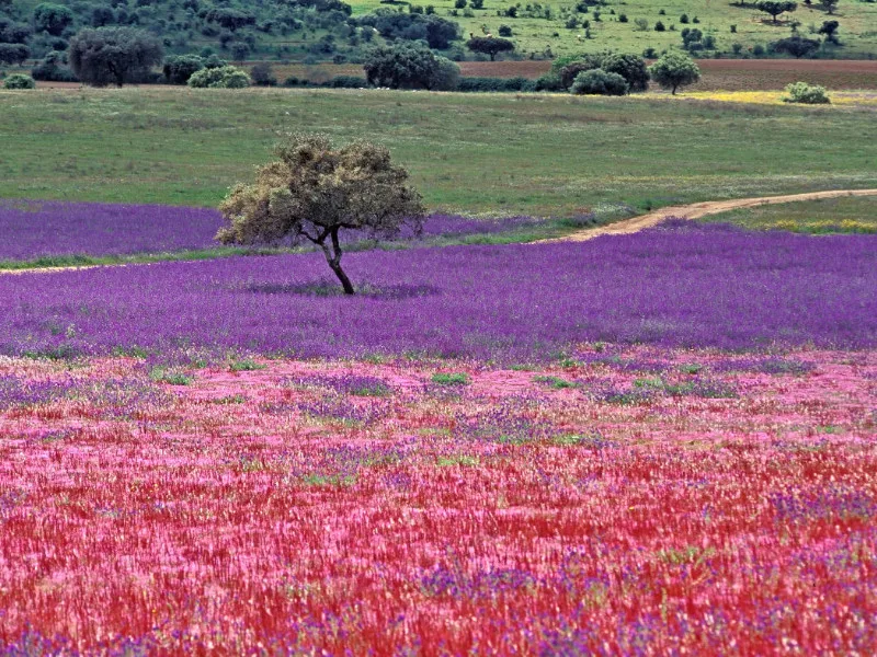 Farbiges Alentejo