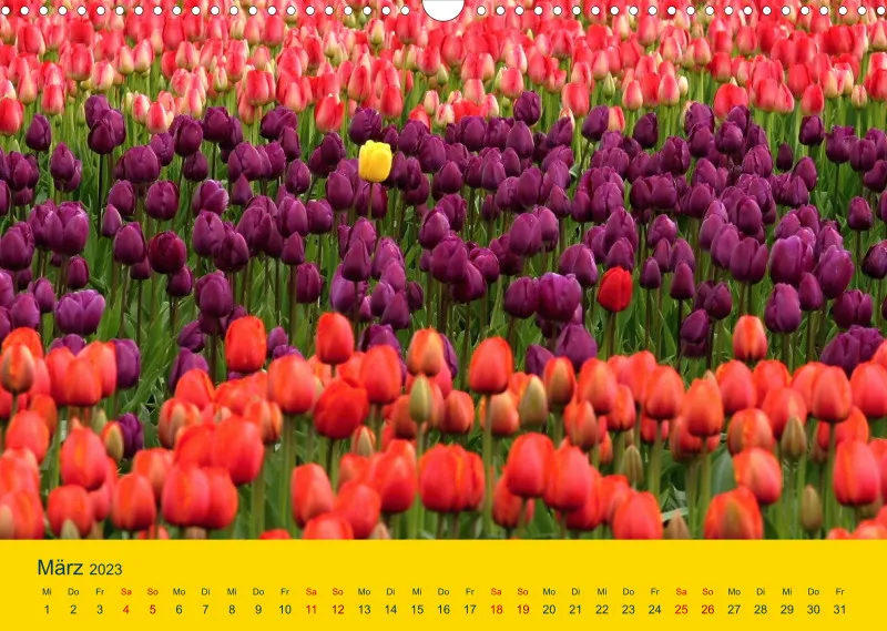 Tulpenkalender
