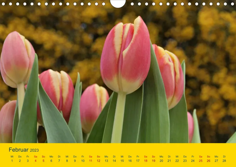 Tulpenkalender