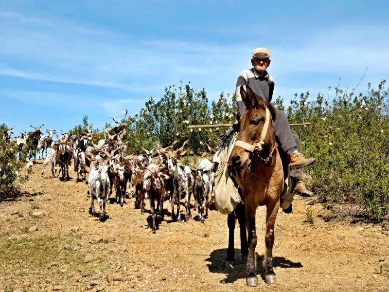 Ziegenherde im Alentejo