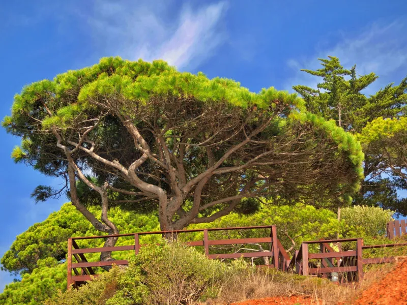 Colorful Pine Tree